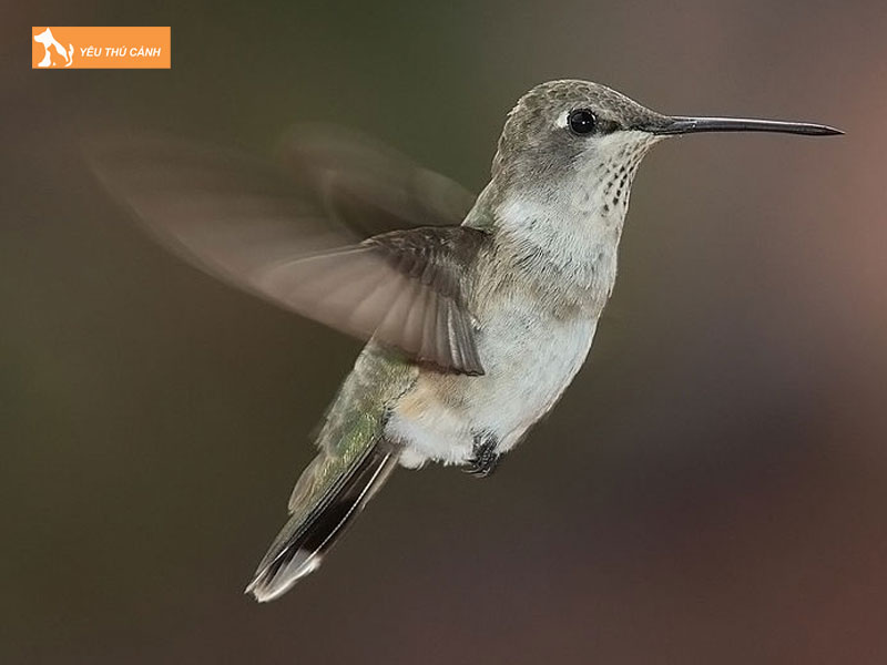 Giong-hot-cua-chim-sau-thucanh