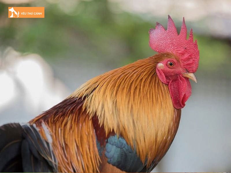 Giup-ga-choi-giai-nhiet-thucanh