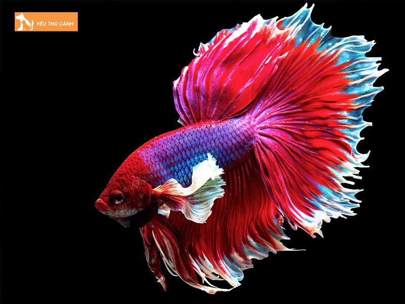 guppy-betta-city-shop-ban-ca-betta-ha-noi-dep-thucanh