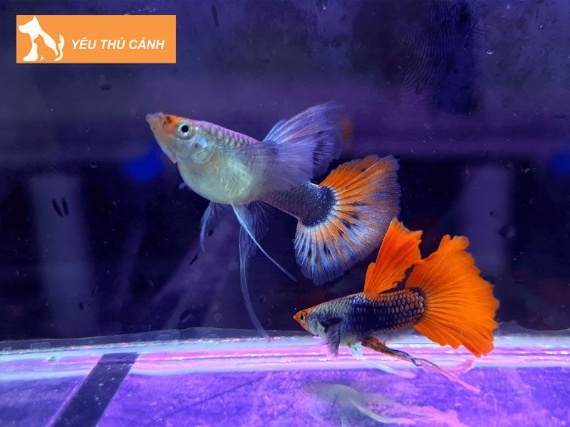 guppy-vip-cua-hang-ban-ca-7-mau-o-ho-chi-minh-uy-tin-thucanh