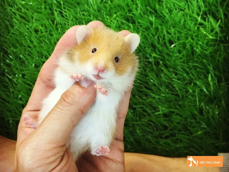 hamster-bear-hamster-gau-syrian-hamster-thucanh