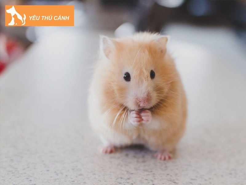 hamster-la-loai-gi-thucanh