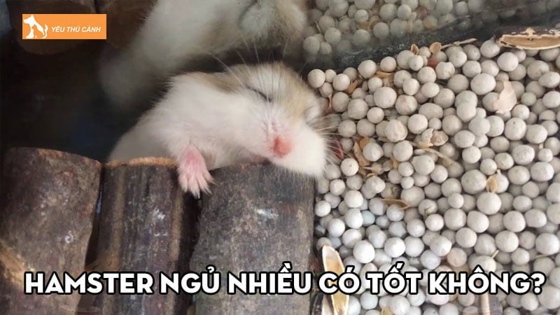 Hamster ngủ nhiều có tốt không? Một số biểu hiện bệnh lý phổ biến Hamster ngủ nhiều có tốt không? Một số biểu hiện bệnh lý phổ biến