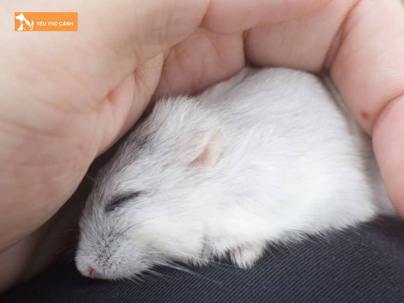 hamster-ngu-nhieu-co-tot-khong-thucanh