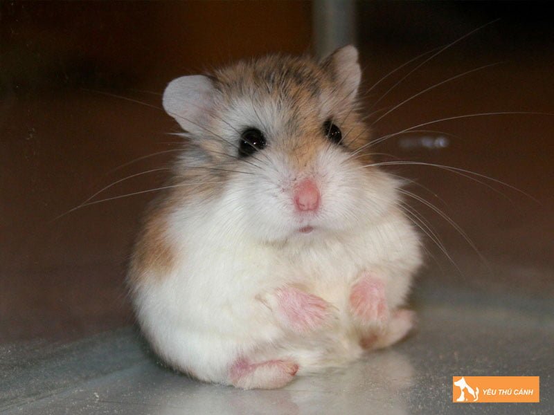 hamster-robo-thucanh