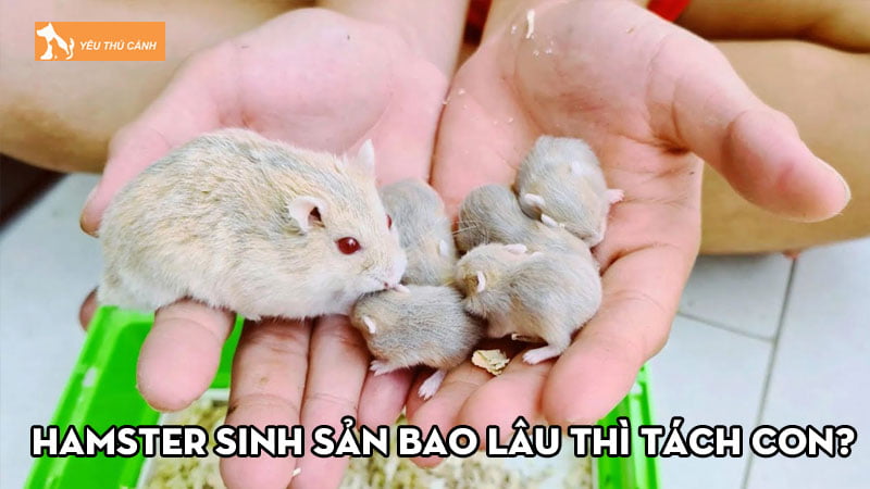 Hamster sinh sản bao lâu thì tách con và cách chăm sóc