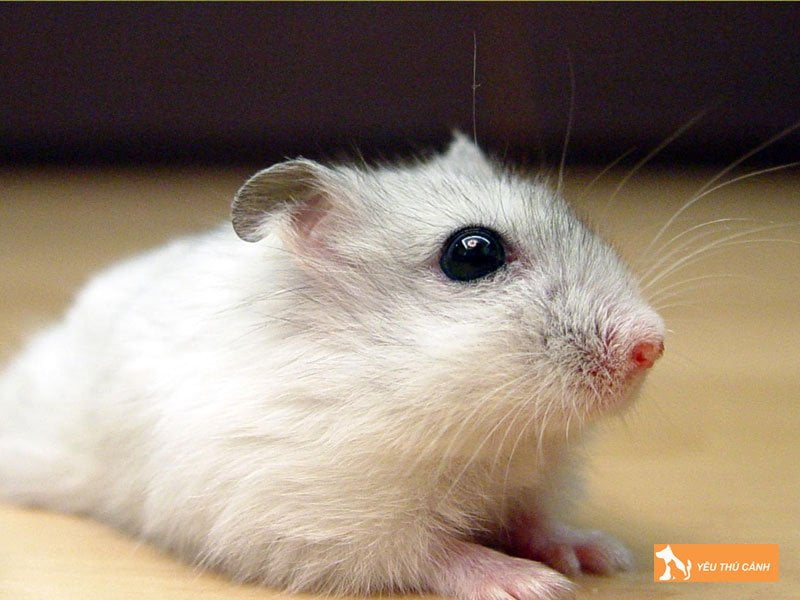 hamster-winter-white-thucanh