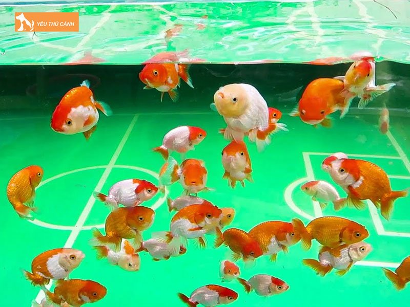 he-thong-ca-canh-thuy-sinh-hoang-lam-thucanh
