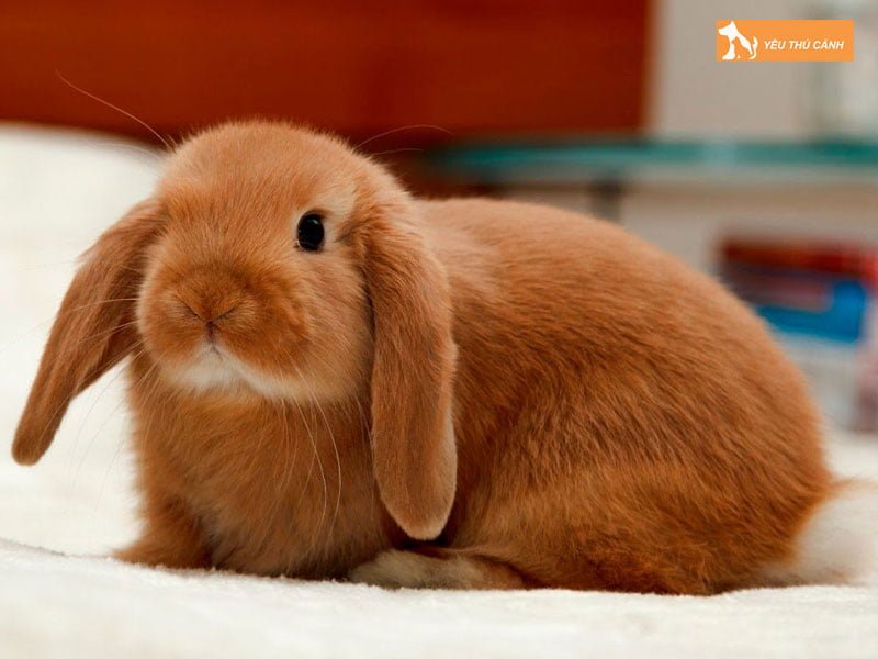 holland-lop-eared-thucanh
