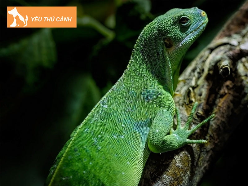 huong-dan-cach-nuoi-ky-nhong-canh-dung-chuan-1-thucanh