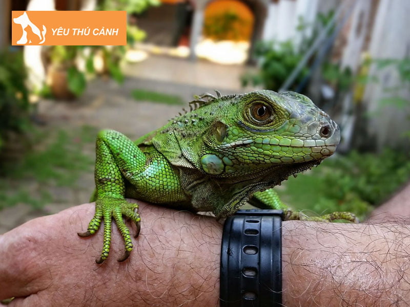 huong-dan-cach-nuoi-ky-nhong-canh-dung-chuan-thucanh