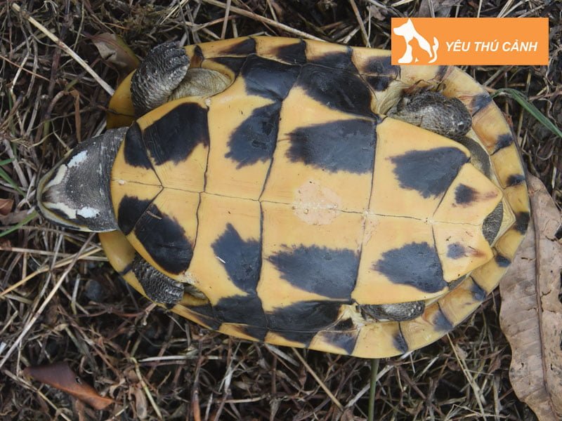 huong-dan-cach-nuoi-rua-ba-go-1-thucanh