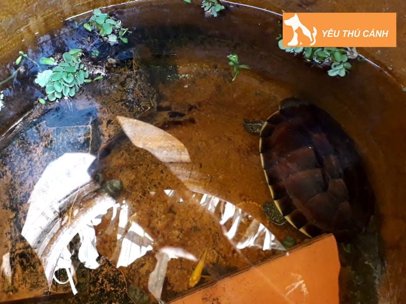 huong-dan-cach-nuoi-rua-ba-go-2-thucanh