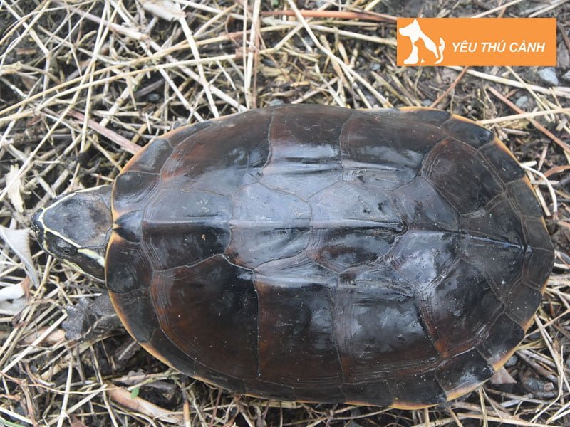 huong-dan-cach-nuoi-rua-ba-go-thucanh