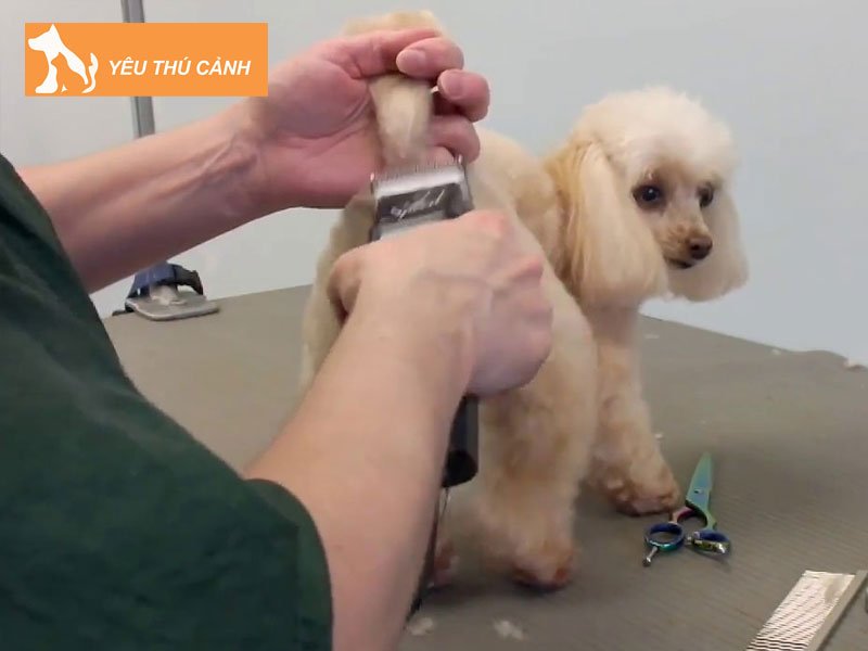 huong-dan-cach-tia-long-cho-cho-poodle-tai-nha-1-thucanh