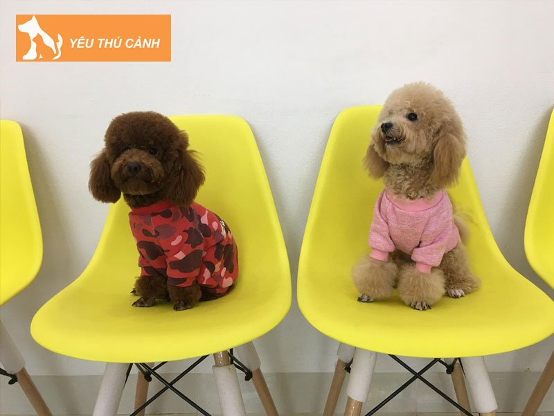 huong-dan-cach-tia-long-cho-cho-poodle-tai-nha-2-thucanh