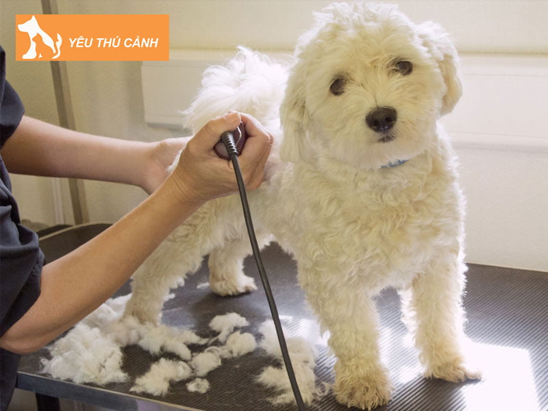 huong-dan-cach-tia-long-cho-cho-poodle-tai-nha-thucanh