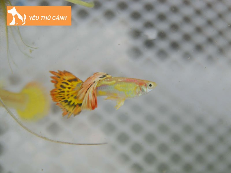 huong-dan-nuoi-ca-trong-chau-thuy-tinh-nho-1-thucanh