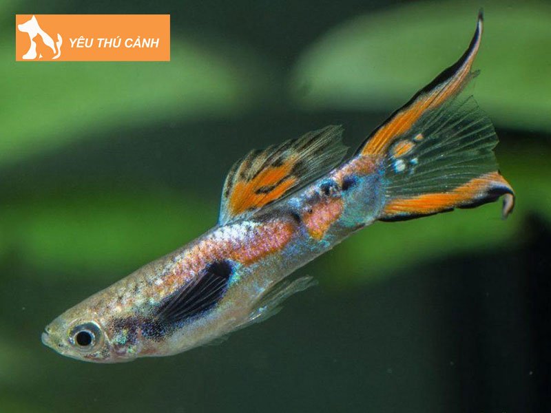 huong-dan-nuoi-ca-trong-chau-thuy-tinh-nho-2-thucanh