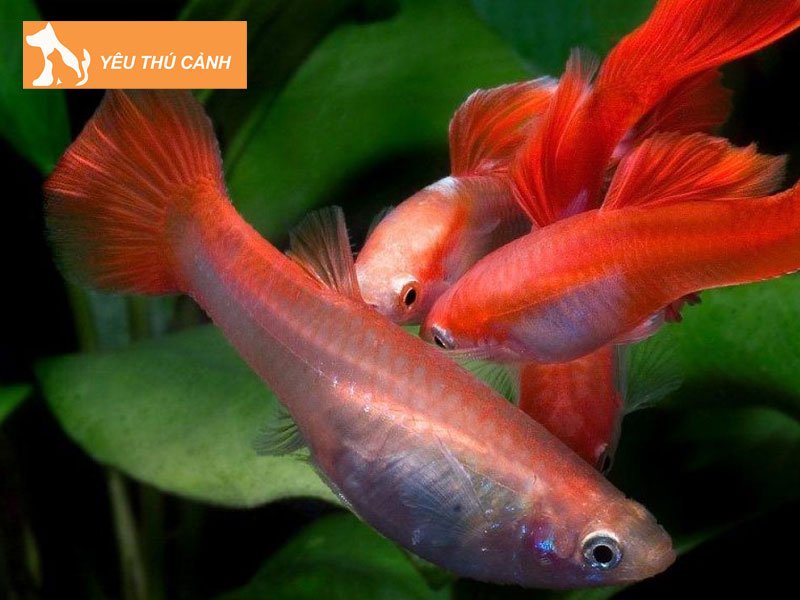 huong-dan-nuoi-ca-trong-chau-thuy-tinh-nho-3-thucanh