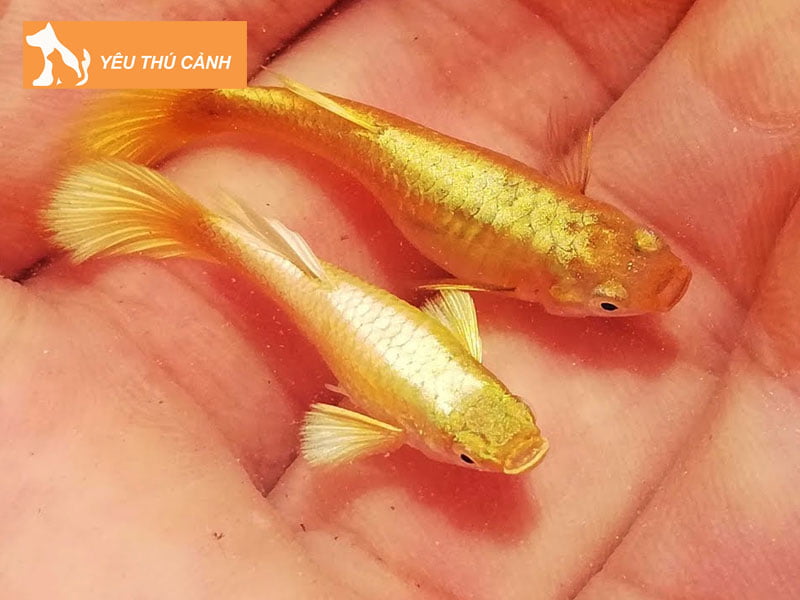 huong-dan-nuoi-ca-trong-chau-thuy-tinh-nho-4-thucanh