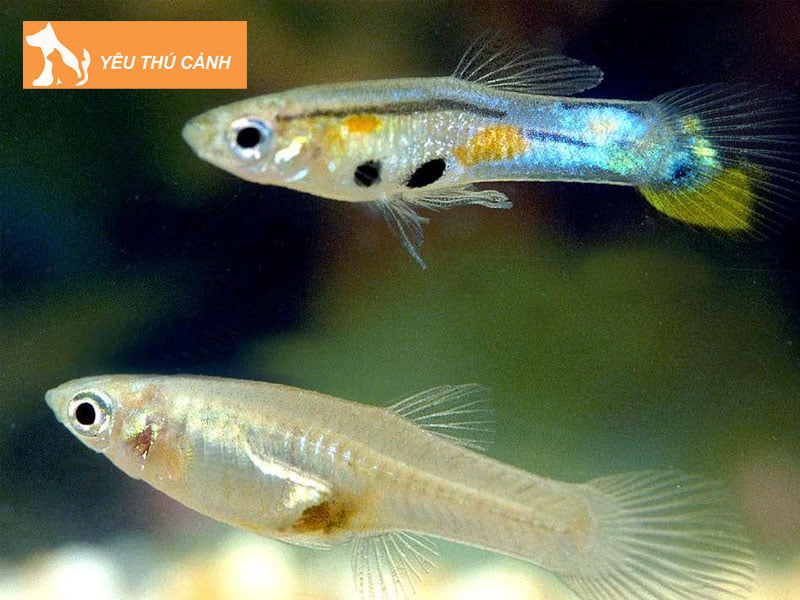 huong-dan-nuoi-ca-trong-chau-thuy-tinh-nho-thucanh