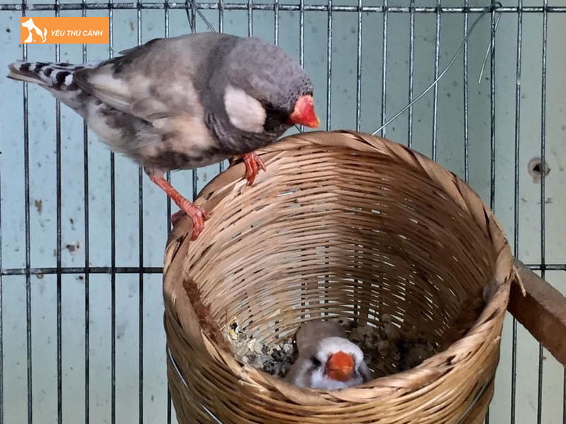 khai-quat-ve-chim-sac-nhat-thucanh