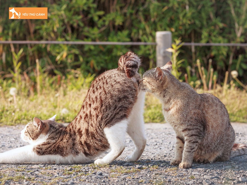 khi-nao-meo-dong-duc-thucanh