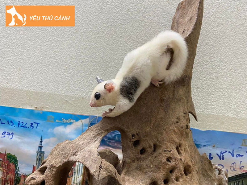 khoang-gia-cua-soc-bay-uc-tren-thi-truong-thucanh