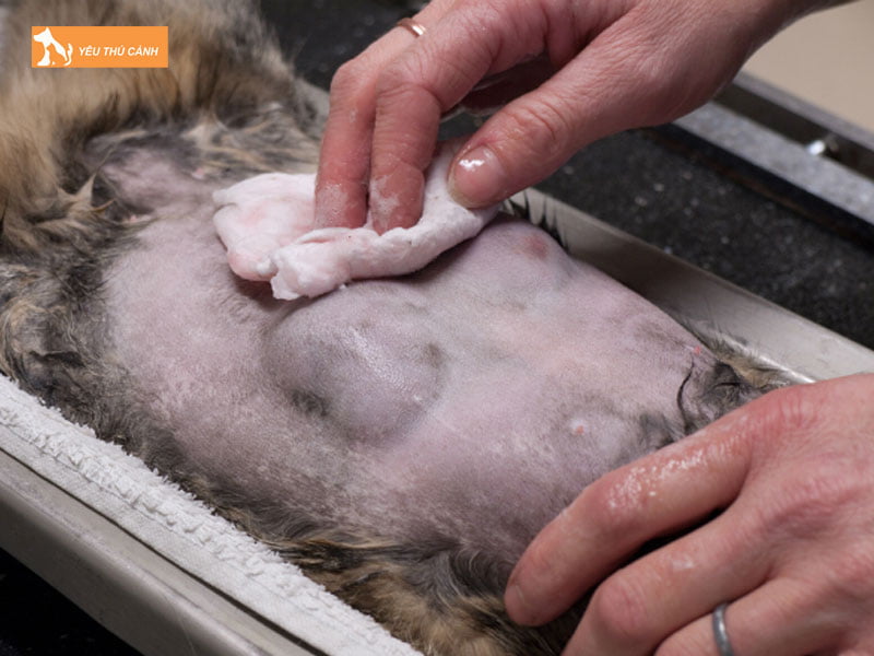 khoi-u-ung-thu-tuyen-vu-thucanh