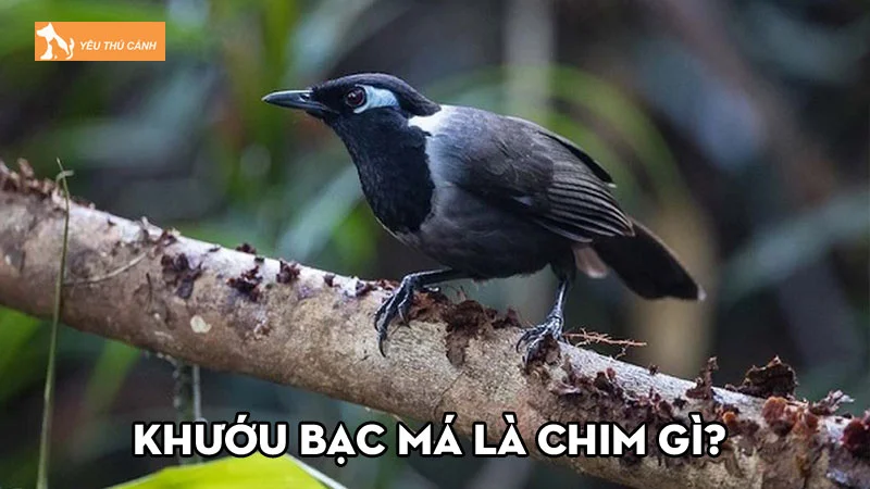 Khướu bạc má là chim gì? Giá bán, cách nuôi và bẫy phù hợp