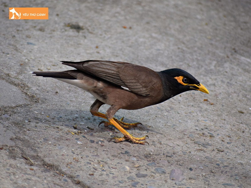 kinh-nghiem-nuoi-chim-sao-nau-dung-cach-1-thucanh