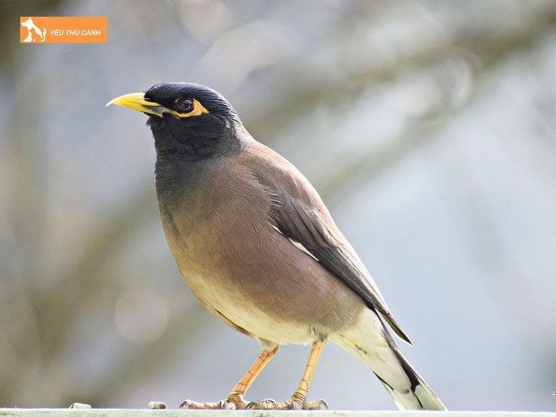 kinh-nghiem-nuoi-chim-sao-nau-dung-cach-2-thucanh