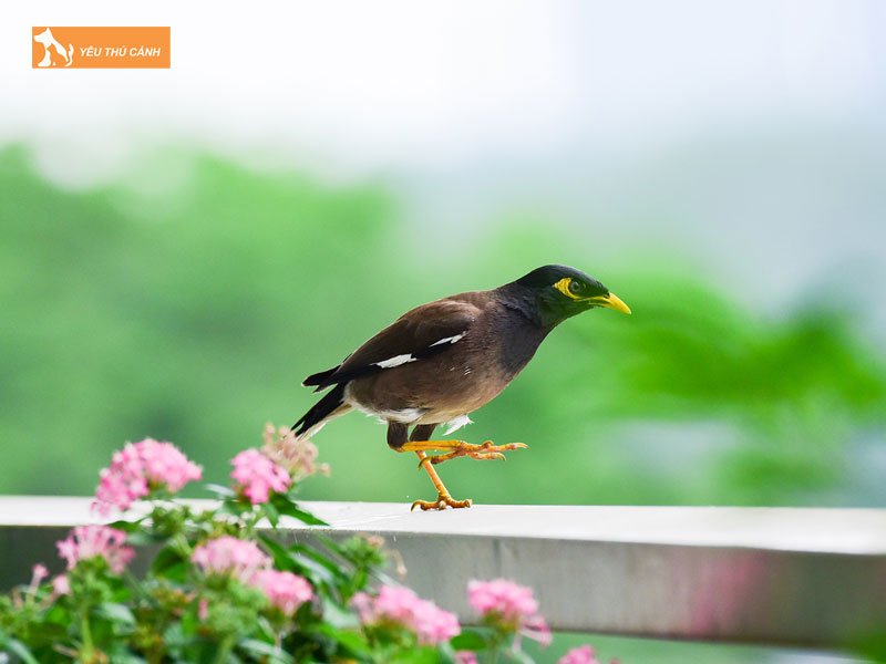kinh-nghiem-nuoi-chim-sao-nau-dung-cach-thucanh
