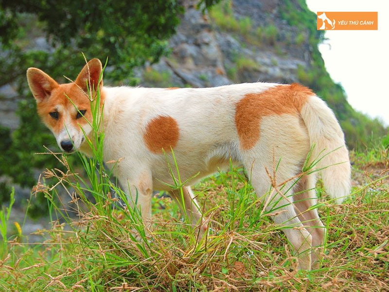 kinh-nghiem-nuoi-cho-lai-song-ma-thucanh