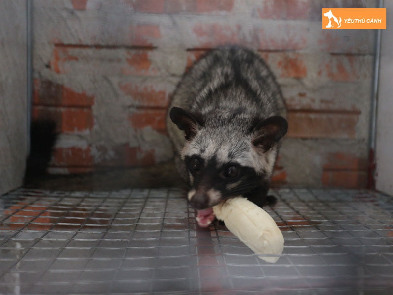 kinh-nghiem-nuoi-chon-muop-thucanh