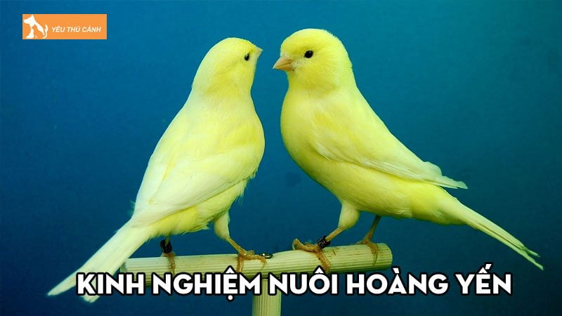 Kinh nghiệm nuôi hoàng yến sinh sản tốt, đúng kỹ thuật