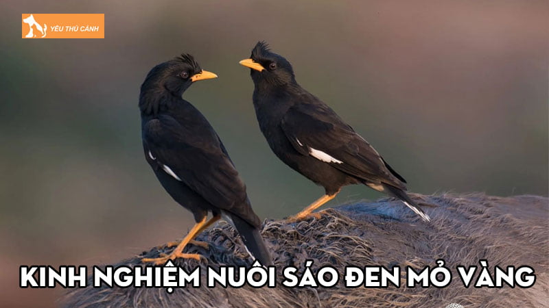 Kinh nghiệm nuôi sáo đen mỏ vàng hót nói tốt cho người mới
