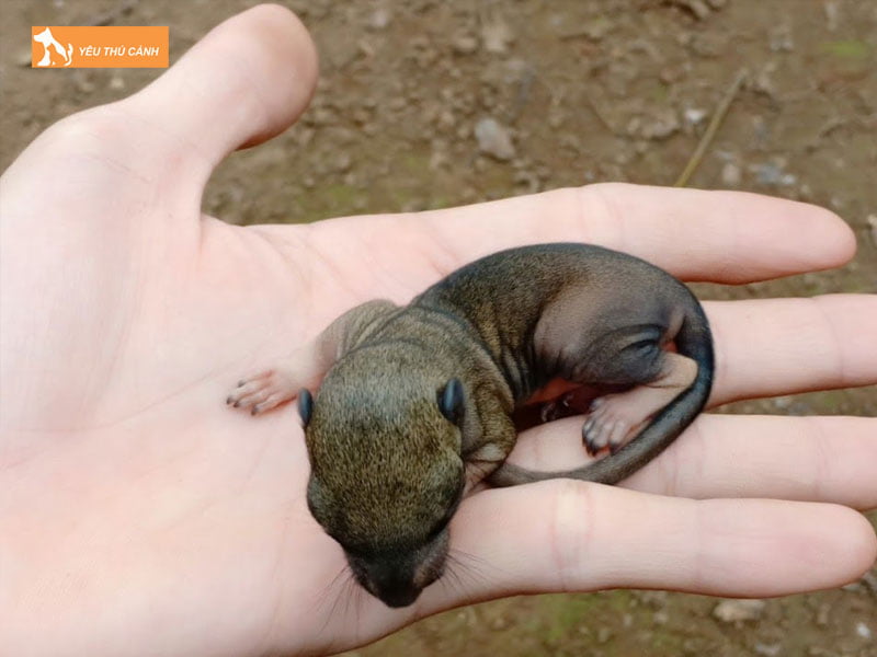 kinh-nghiem-nuoi-soc-sinh-san-hieu-qua-1-thucanh