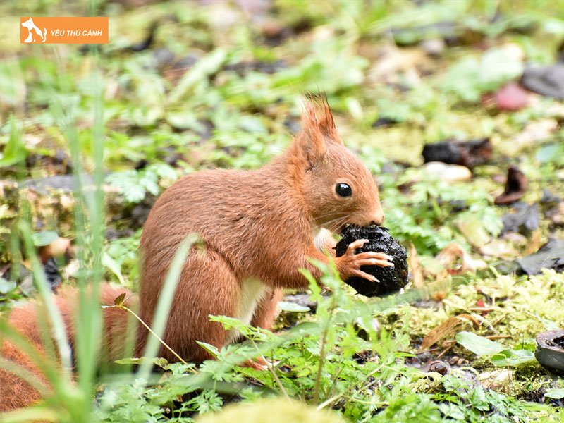 kinh-nghiem-nuoi-soc-sinh-san-hieu-qua-2-thucanh