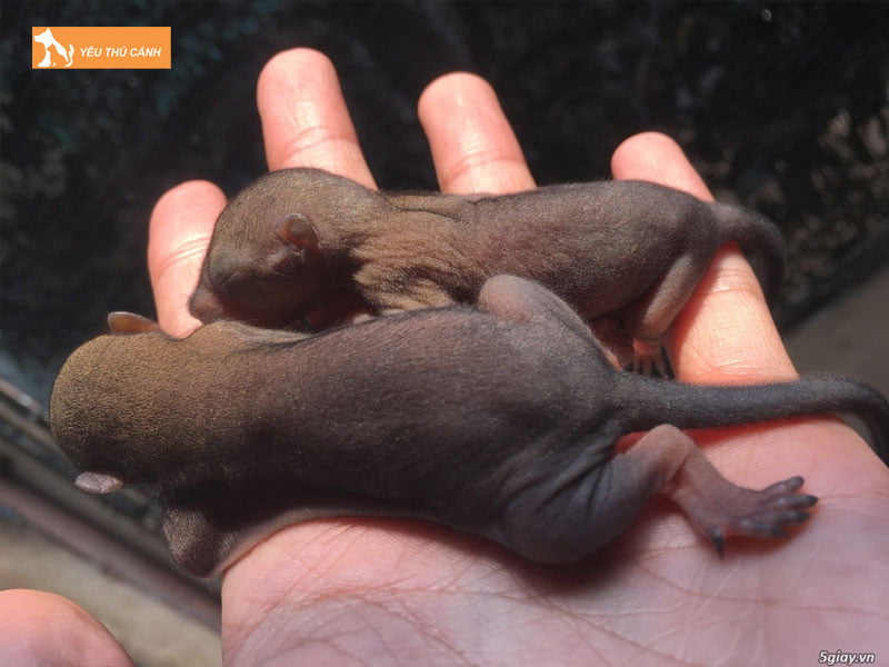 kinh-nghiem-nuoi-soc-sinh-san-hieu-qua-3-thucanh