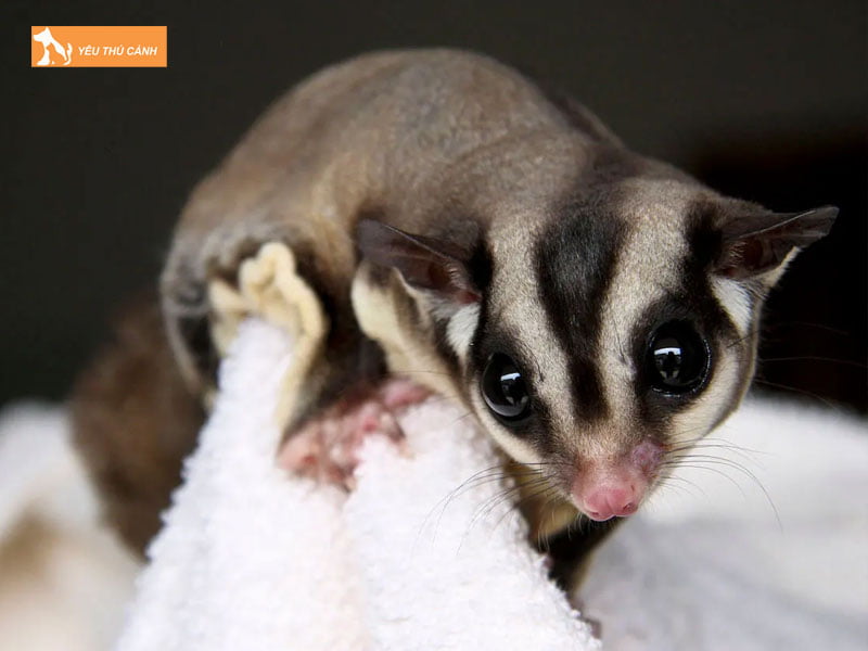 kinh-nghiem-nuoi-soc-sinh-san-hieu-qua-thucanh