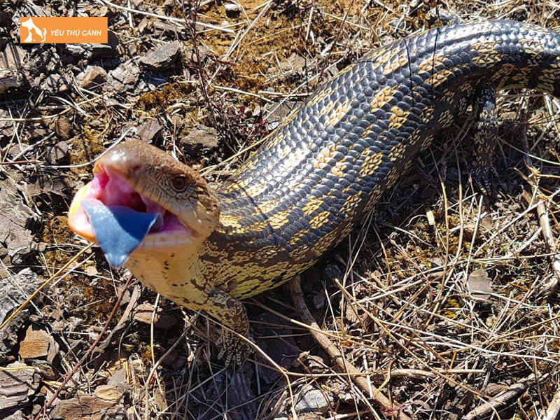 kinh-nghiem-nuoi-than-lan-luoi-xanh-dung-cach-1-thucanh