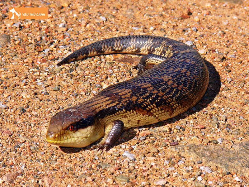 kinh-nghiem-nuoi-than-lan-luoi-xanh-dung-cach-2-thucanh