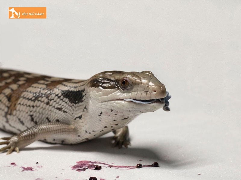 kinh-nghiem-nuoi-than-lan-luoi-xanh-dung-cach-thucanh