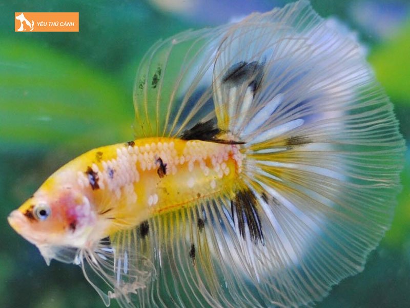 Koi-halfmoon-thucanh