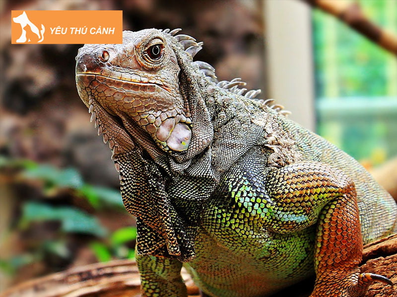 ky-nhong-co-doc-khong-co-gay-nguy-hiem-khong-thucanh