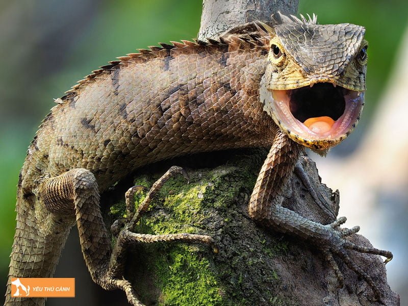 ky-nhong-la-con-gi-thucanh