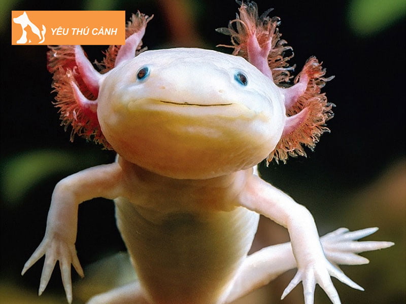 ky-nhong-mexico-co-gia-bao-nhieu-thucanh