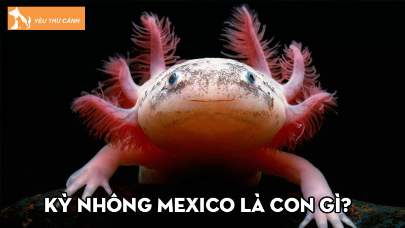 Kỳ nhông Mexico là con gì? Giá bao nhiêu và cách nuôi